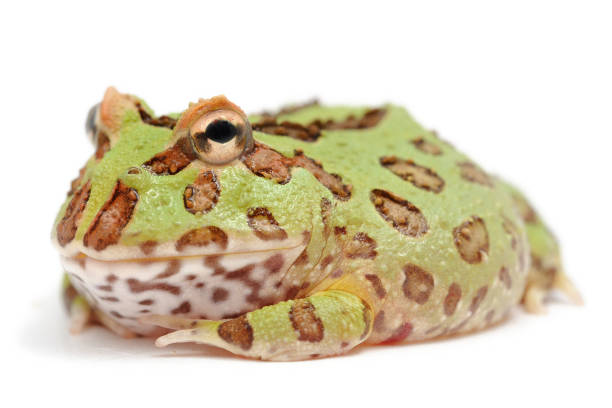 istock Cranwell's horned frog (Ceratophrys cranwelli) on a white background 1355500365