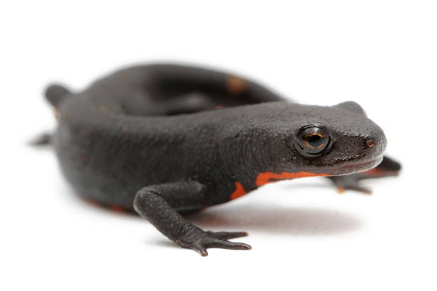 istock Chinese fire belly newt (Cynops orientalis) on a white background 1355500386