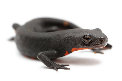 The Chinese fire belly newt (Cynops orientalis) is a small black newt, with bright-orange coloration on their ventral sides. This picture has been taken in studio with a captive bred animal.
