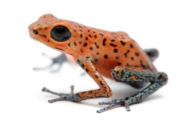 istock Strawberry poison-dart frog (Oophaga pumilio) Cristobal on a white background 1355500487