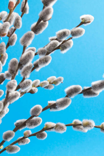 istock Willow flowers on the blue background. Close-up. 1355500583