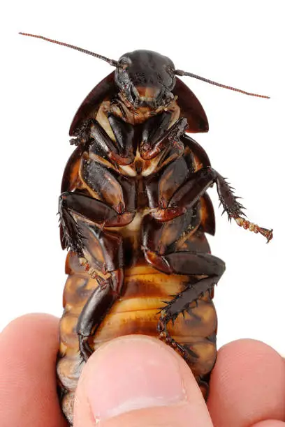 Photo of Madagascar hissing cockroach (Gromphadorhina portentosa) in hand on a white background