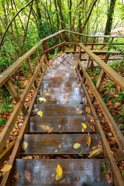 wet wooden stairs in the forest