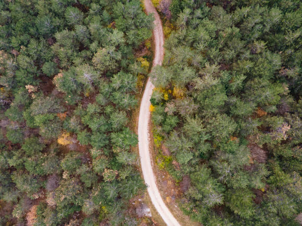 istock Winding Macadam Road Through Pine Woodland From Directly Above 1355500830