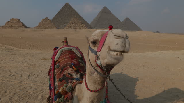 Camels lying in front of the Giza Pyramids at sunset