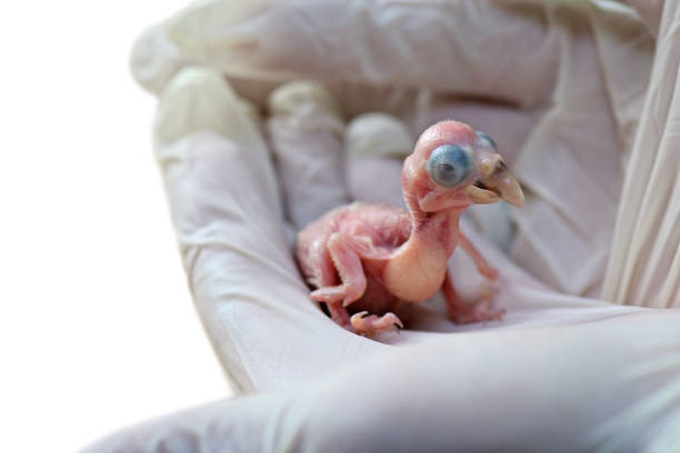 neugeborener scharlachroter ara - baby chicken human hand young bird bird stock-fotos und bilder