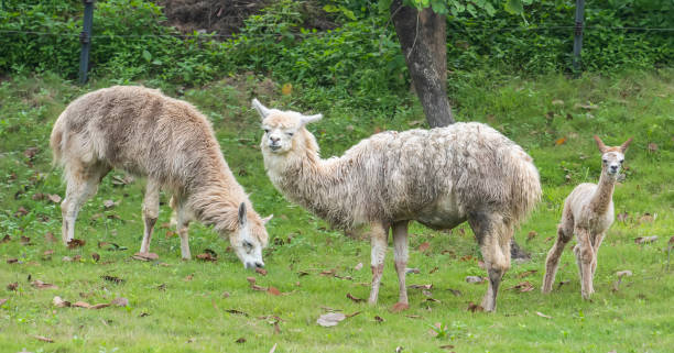 istock Cute alpaca with funny face relaxing on ranch in summer day 1355502205