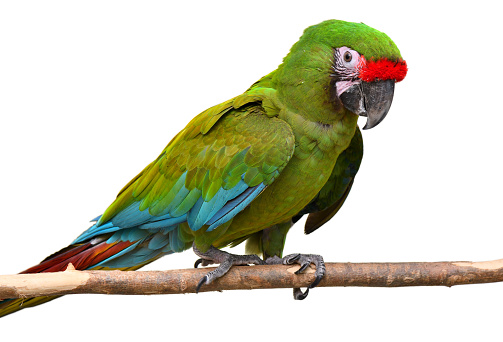 close-up of a great green macaw (Ara ambiguus) also known as Buffon's macaw or great military macaw on white background