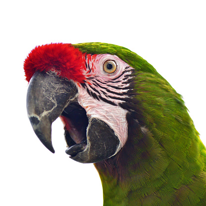 close-up of a great green macaw (Ara ambiguus) also known as Buffon's macaw or great military macaw