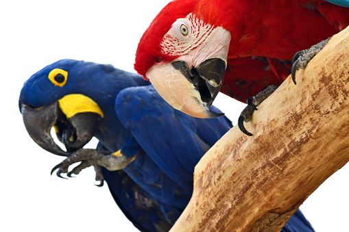 close-up of a hyacinth macaw (anodorhynchus hyacinthinus) and a scarlet macaw (ara macao) on a branch, isolated on white background.