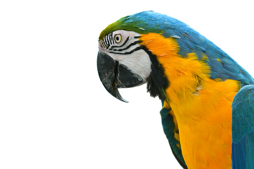 close-up of a blue and yellow macaw also known as blue and gold macaw isolated on white background