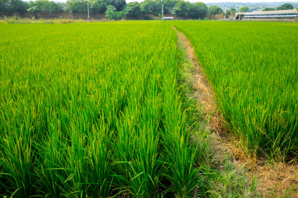 istock Taiwan, south, countryside, blue sky and white clouds, green, rice fields 1355504767