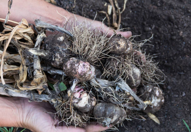 istock hands that will harvest garlic in the organic garden 1355505636