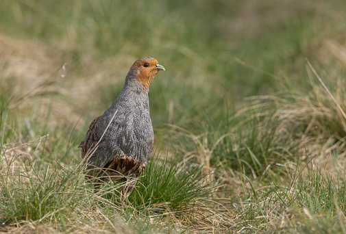 Male grey partridge (Perdix perdix) standing in a meadow.