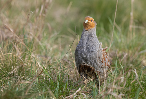 Male grey partridge (Perdix perdix) standing in a meadow.