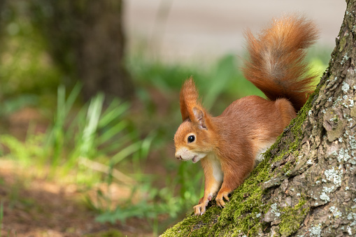Smiling eurasian red squirrel (Sciurus vulgaris) sitting on a tree trunk.