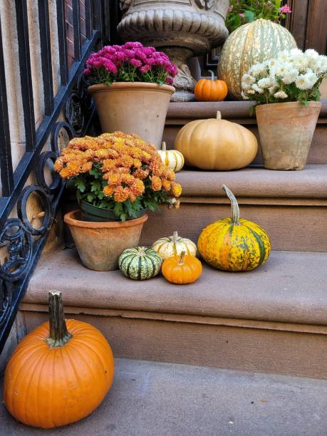 istock Pumpkins and plants on city stoop 1355507298