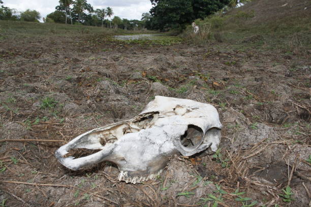 animal muerto por el clima seco - animal skull drought animal bone dry fotografías e imágenes de stock