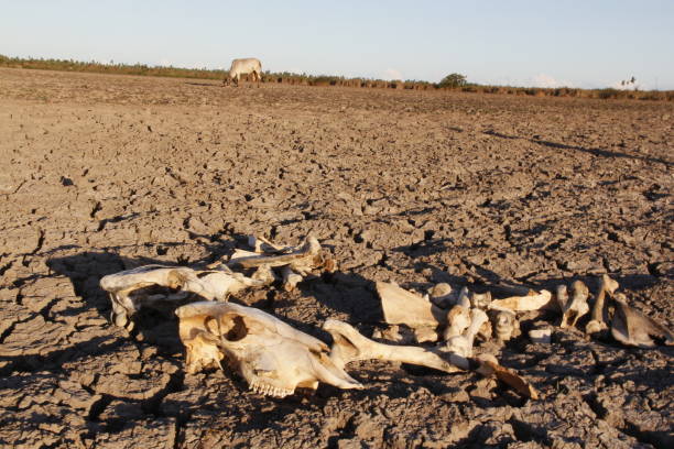 animal muerto por el clima seco - animal skull drought animal bone dry fotografías e imágenes de stock