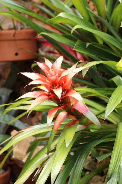 flor bromélia - bromeliaceae - fotografias e filmes do acervo