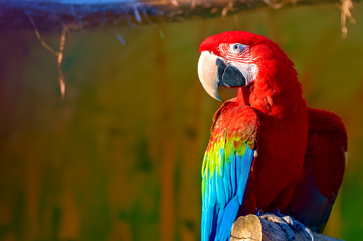 Close-up of the macaw parrot