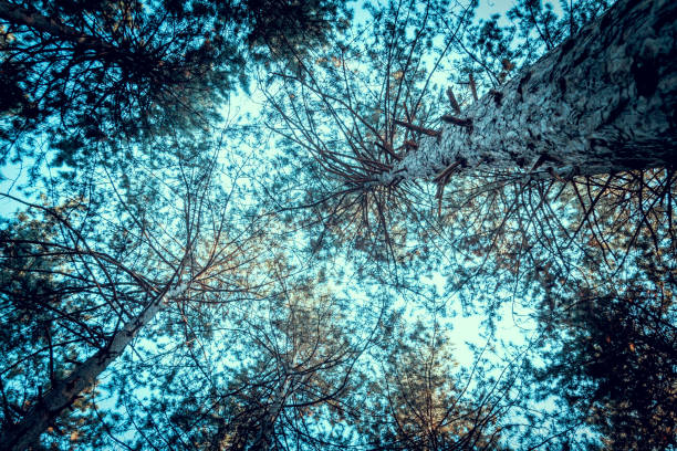 Looking up from under sea oak tree forest with worm eye view concept.Selective focus texture on trunk shot.