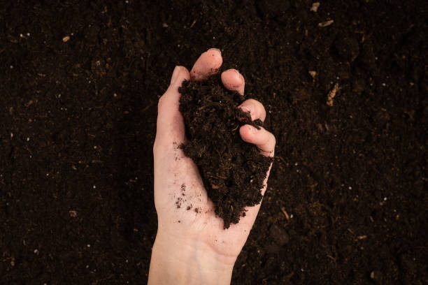 istock Woman hand holding ground. Top view. 1355509582