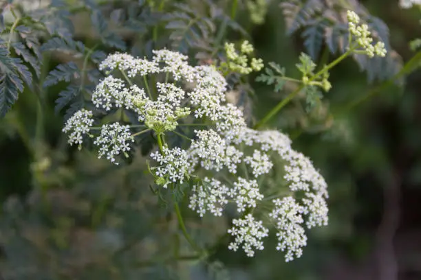 close up wild white flowers of hemlock plant