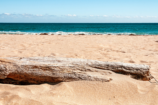A weathered old log lays in the sand with the beach in the background.