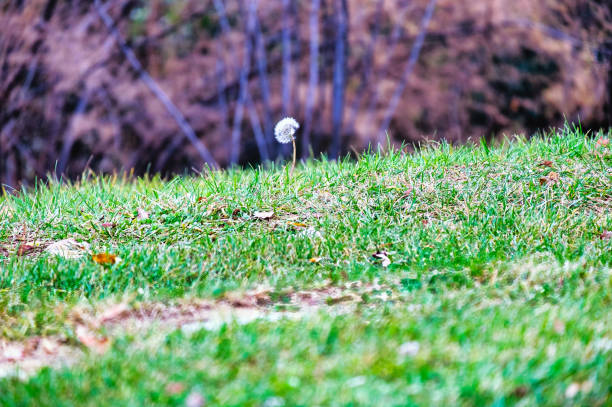 A peaceful photo taken in nature in a beautiful autumn day.