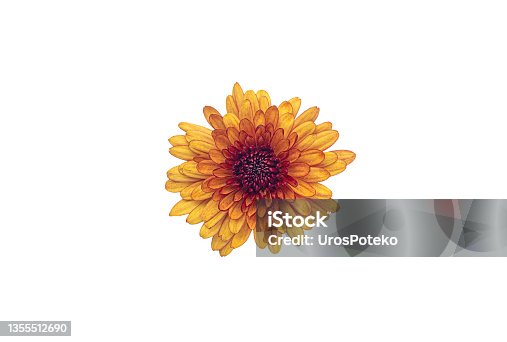 istock Yellow and orange Chrysanthemums blossom isolated on white background 1355512690