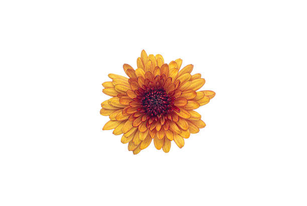 Yellow and orange Chrysanthemums blossom isolated on white background stock photo
