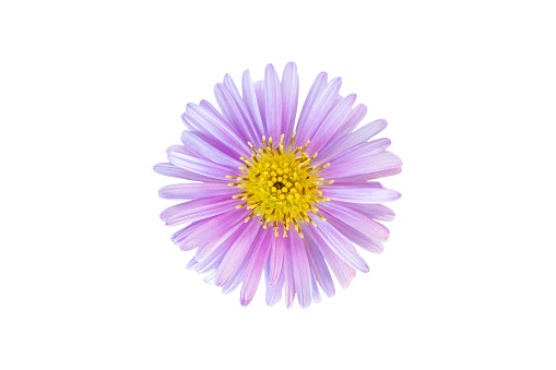 Rice button aster flower head isolated on white background