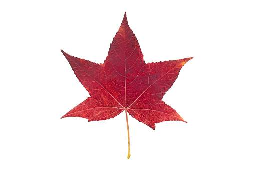 Red American sweetgum leaf, isolated on white background