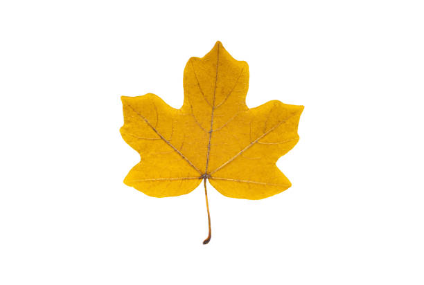 Yellow field maple leaf isolated on white background Beautiful yellow field maple leaf isolated on white background plant png photos stock pictures, royalty-free photos & images