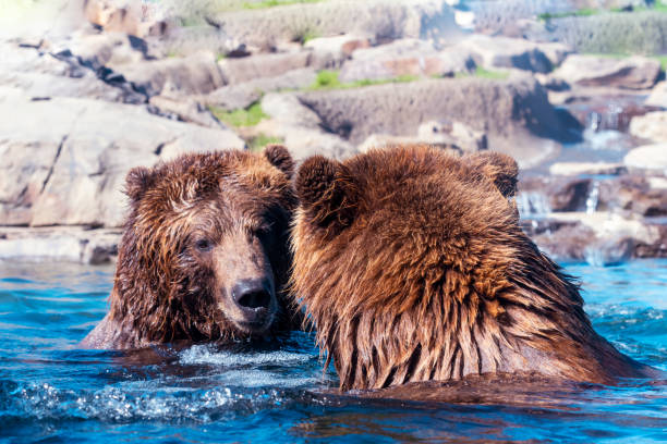 A black bear in the zoo
