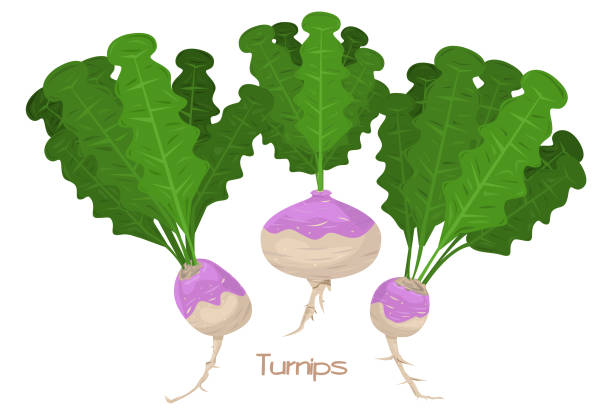 ilustrações, clipart, desenhos animados e ícones de três nabos ou rabanetes ilustração, vegetal - turnip