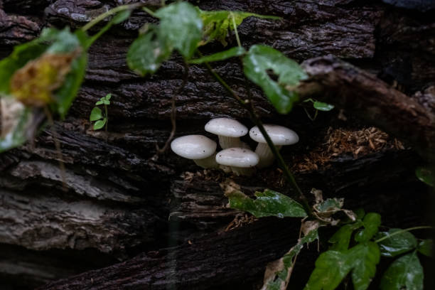istock Shrooms in the rain 1355518116