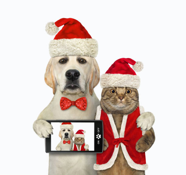istock Dog labrador hugs cat for Christmas 1355520981