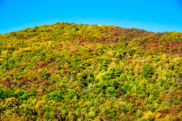 istock Autumn color trees in the hill 1355521093