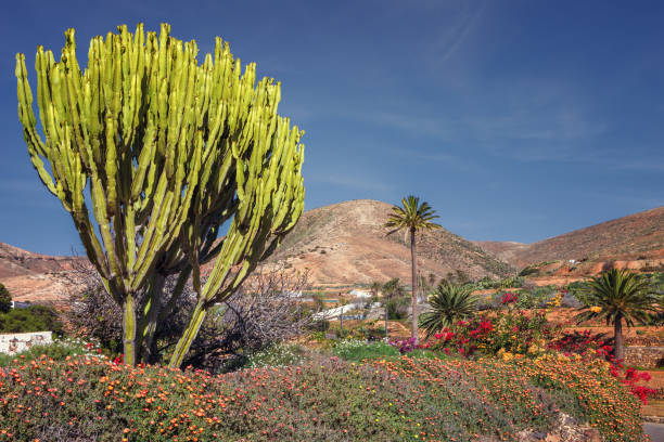 Euphorbia ingens a.k.a. candelabra tree at a stunning morning landscape at Fuerteventura island in Canarias, Spain. Euphorbia ingens a.k.a. candelabra tree at a stunning morning landscape at Fuerteventura island, Canary Islands, Spain. euphorbiaceae stock pictures, royalty-free photos & images