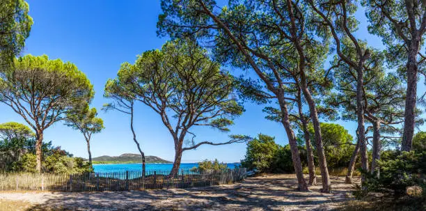 Photo of Landscape with pine trees at Palombaggia beach, Corsica