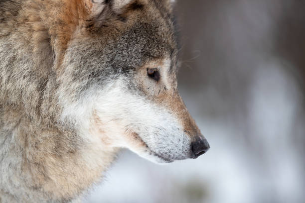 Closeup of brown Eurasian wolf looking away Closeup side view of brown furry wolf looking away at forest wolf snout pictures stock pictures, royalty-free photos & images