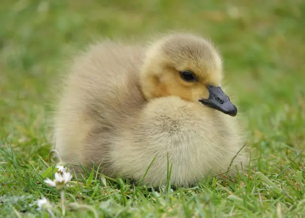 Photo of A delightful close-up shot of a young gosling resting on the grass.