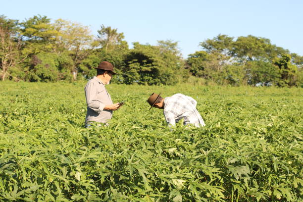 istock use of technology in sustainable agriculture 1355522670