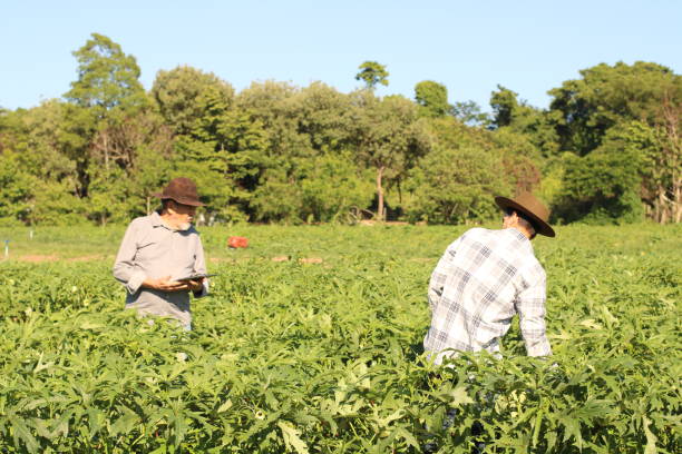 istock use of technology in sustainable agriculture 1355522694