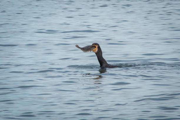 cormorano che cerca di ingoiare un pesce halibut intero, bray - great black cormorant foto e immagini stock