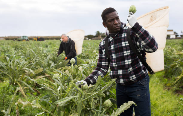 istock African man harvesting artichokes 1355524839