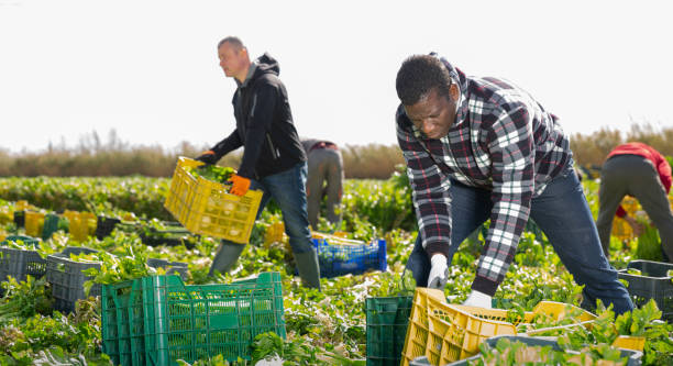 istock African worker arranging harvested celery in crates 1355524861