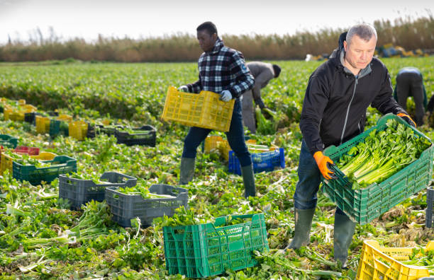 istock Man carrying crates with harvested celery 1355524862